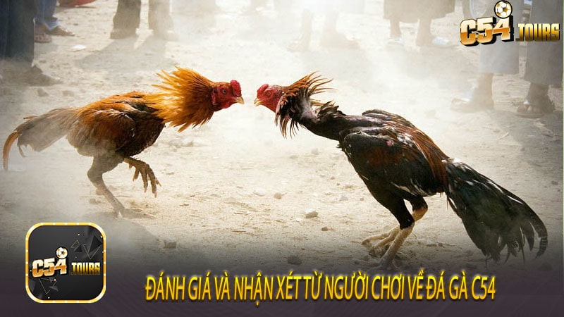 Đá Gà C54 Cuộc Chiến Sân Đấu Và Cảm Giác Đỉnh Cao - c54.tours