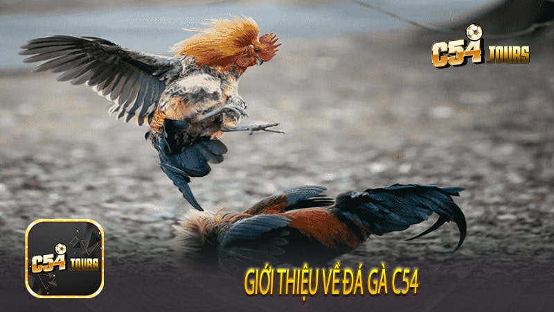 Đá Gà C54 Cuộc Chiến Sân Đấu Và Cảm Giác Đỉnh Cao - c54.tours